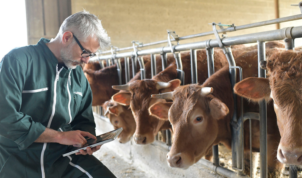 Rising livestock prices Is your stock valuation inflating tax bills