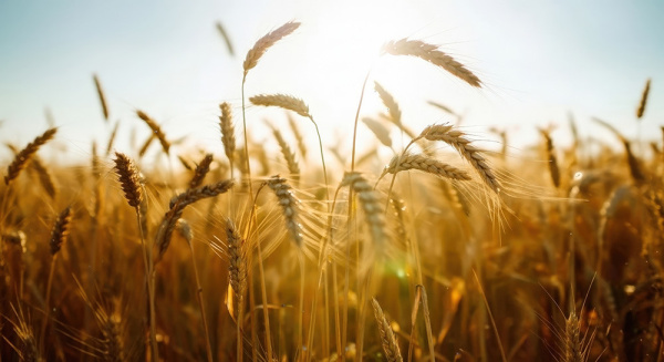 Cereals 2026