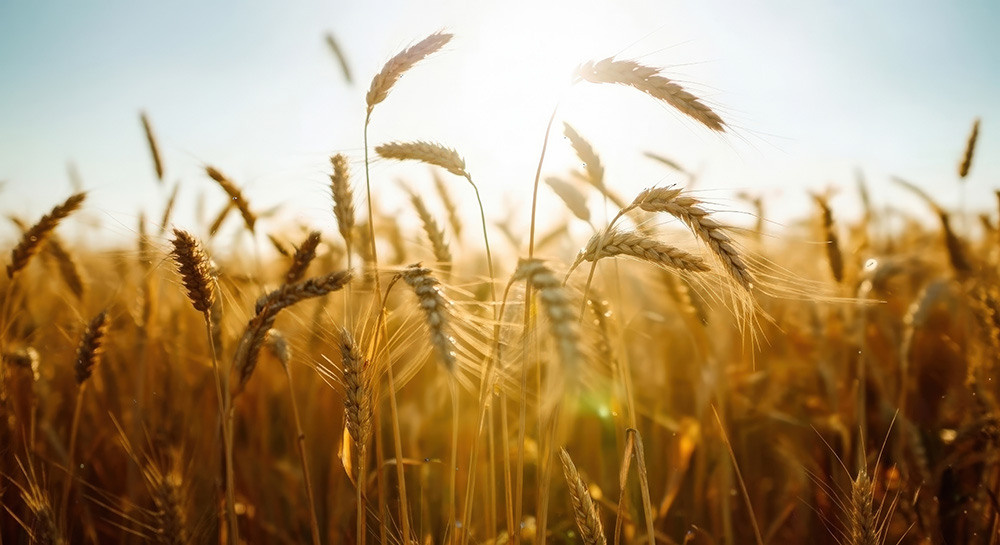 Cereals 2026